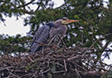 Ardea herodias